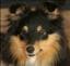 SheltieDog