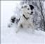 Workingdog