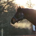 //Horselover//