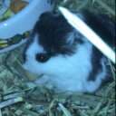 OreoHamie